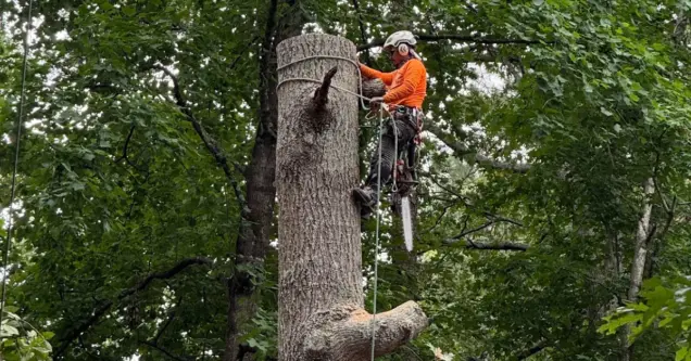 5 Clear Signs It’s Time to Remove a Tree in Your Newnan Yard