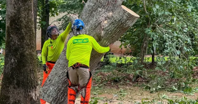 6 Signs Your Fayetteville Tree Might Be Sick or Dying