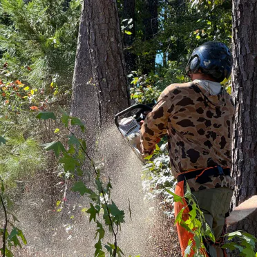 Arborist in helmet and camo jacket using a chainsaw to cut into a tree trunk