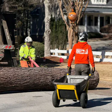 Crew members with a wheelbarrow work beside a large felled tree trunk on a residential street.