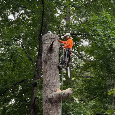 Climbing arborist high in a large tree, roped in and holding a chainsaw during removal work.