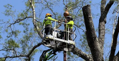 Does Homeowners Insurance Cover Tree Damage in Georgia?