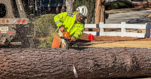 How Much Does It Cost to Cut Down a Tree in Newnan, GA