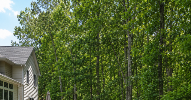 Is That Tree Yours or the City’s? Navigating Peachtree City Greenbelts