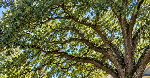 What Trees Grow Best in South Metro Atlanta?